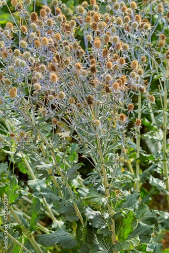 Closeup of eryngium planum, the blue eryngo or flat sea holly, is a species of flowering plant in the family Apiaceae, native to the area that includes central and southeastern Europe and central Asia