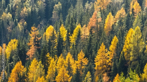 Autumn Foliage in Dense Forest Landscape
