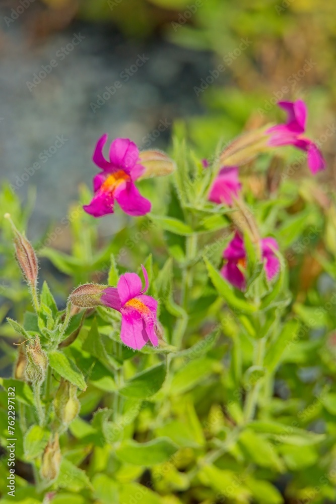 Closeup of Erythranthe lewisii is a perennial plant in the family Phrymaceae. Closeup of Erythranthe lewisii is a perennial plant in the family Phrymaceae.