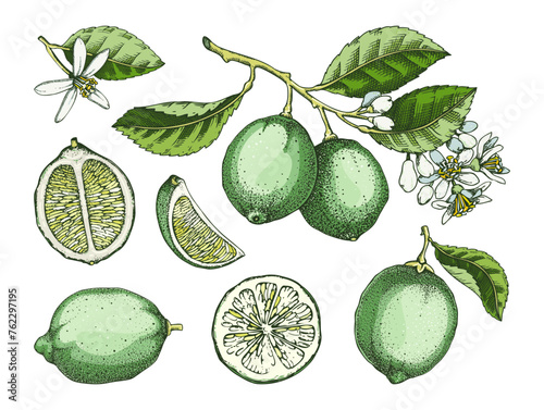 Lime fruit sketches set in color. Citrus tree branch, fruit, leaves and flowers. Hand-drawn vector illustration. Exotic plant drawing in watercolor style. Botanical design element. NOT AI-generated