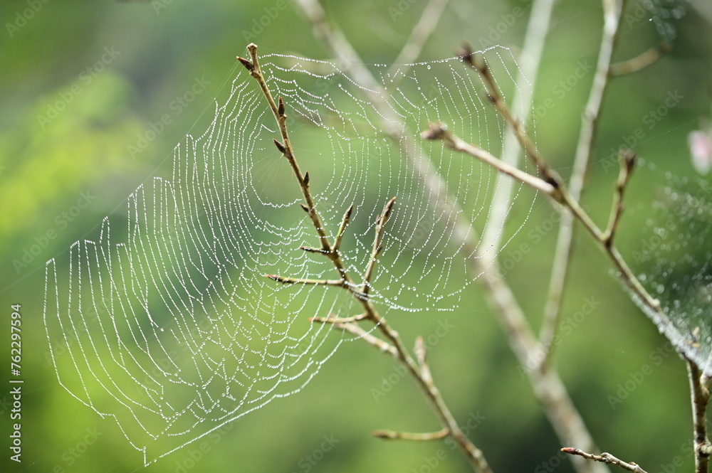 In early spring, the mountain scenery is lush green, with tree branches yet to sprout, and raindrops glistening on spiderwebs after the rain.