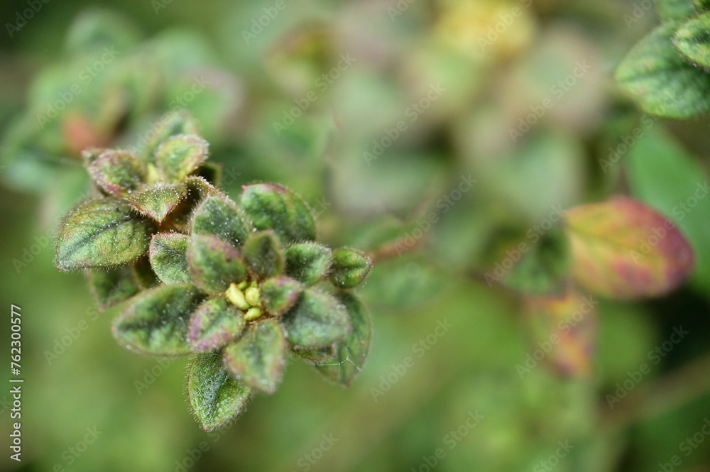 Early spring, cloudy afternoon, azalea leaves in sharp focus. Covered in fine fuzz, warm matcha green hue. Against the cloudy sky, leaves serene, creating harmony. Early spring, cloudy afternoon, azalea leaves in sharp focus. Covered in fine fuzz, warm matcha green hue. Against the cloudy sky, leaves serene, creating harmony.