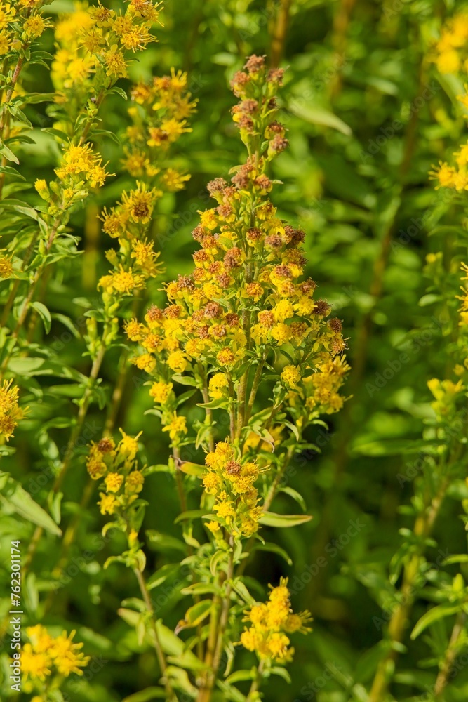 Closeup of Goldenrod (solidago cutleri), also known as Cutler´s goldenrod, is a clump-forming perennial wildflower. Closeup of Goldenrod (solidago cutleri), also known as Cutler´s goldenrod, is a clump-forming perennial wildflower.