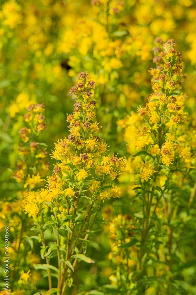 Closeup of Goldenrod (solidago cutleri), also known as Cutler´s goldenrod, is a clump-forming perennial wildflower. Closeup of Goldenrod (solidago cutleri), also known as Cutler´s goldenrod, is a clump-forming perennial wildflower.