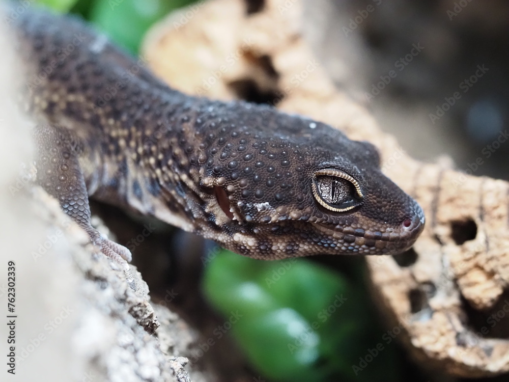 BLACK NIGHT LEOPARD GECKO ON NATURAL BACKGROUND BASKING UNDER UVB BLACK NIGHT LEOPARD GECKO ON NATURAL BACKGROUND BASKING UNDER UVB