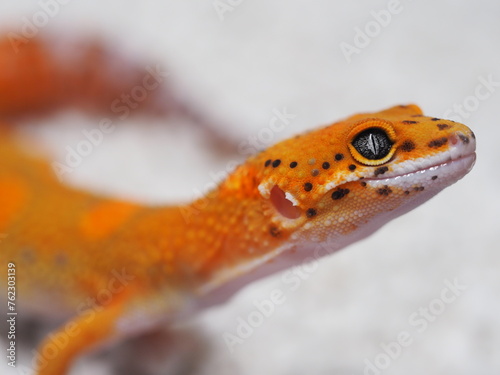 TANGERINE LEOPARD GECKO LOOKING AT CAMERA WITH WHITE BACKGROUND