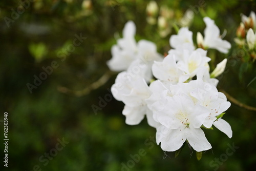 Fototapeta Naklejka Na Ścianę i Meble -  White azaleas bloom freely in the shade of evergreen trees on a rainy spring afternoon, exuding an air of quiet elegance.