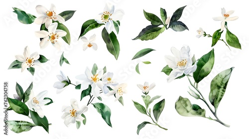 White flowers and green leaves watercolor collection isolated on white background