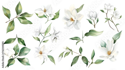 White flowers and green leaves watercolor collection isolated on white background