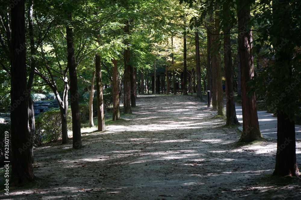 path in the forest path in the forest