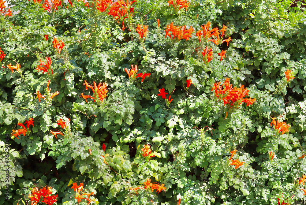Background from orange trumpet vine flowers in the garden. Floral backdrop
