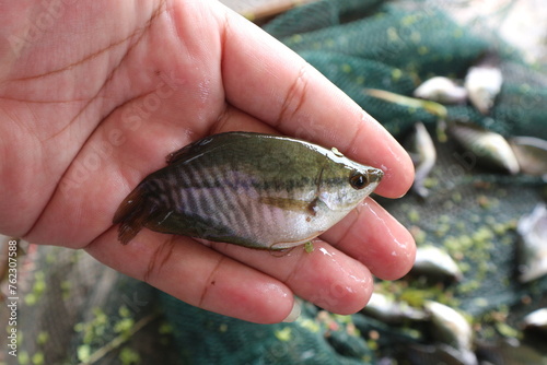 Fototapeta Naklejka Na Ścianę i Meble -  Hand shot of fish from a freshwater lake holding freshly caught gourami.