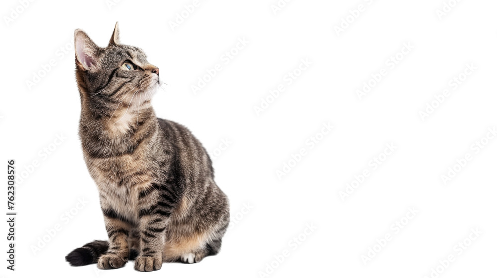Fototapeta premium Cute funny cat. PNG file of isolated cutout object on transparent background.