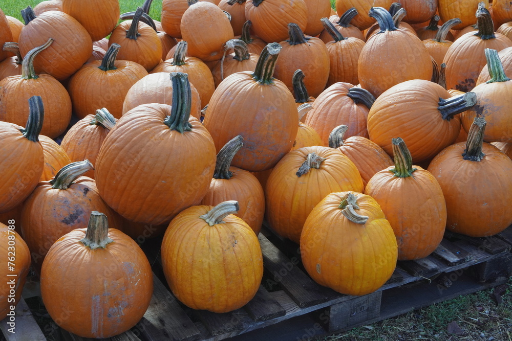 Pile of Orange Pumpkins at Market Pile of Orange Pumpkins at Market