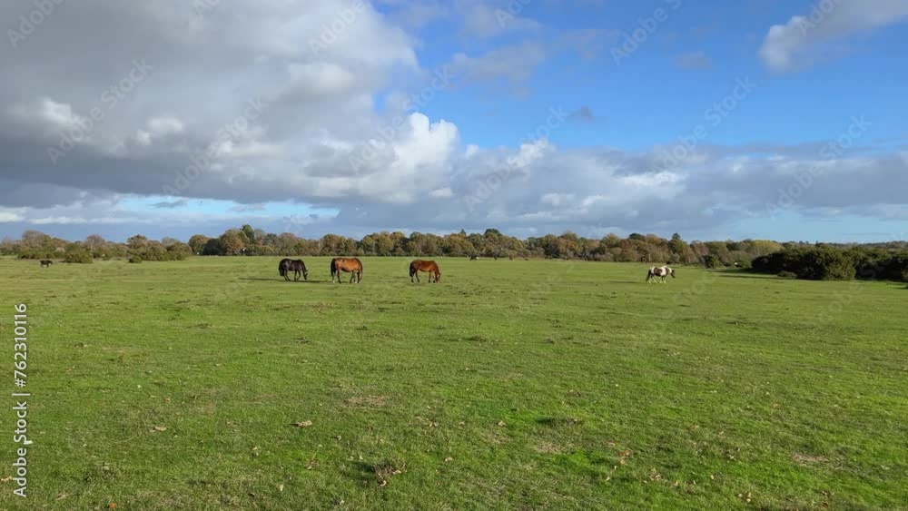 The scenic view of New Forest Ponies roam freely in the National Park, Hampshire, England. The New Forest is one of the largest remaining tracts of unenclosed pasture land, heathland and forest. The scenic view of New Forest Ponies roam freely in the National Park, Hampshire, England. The New Forest is one of the largest remaining tracts of unenclosed pasture land, heathland and forest.