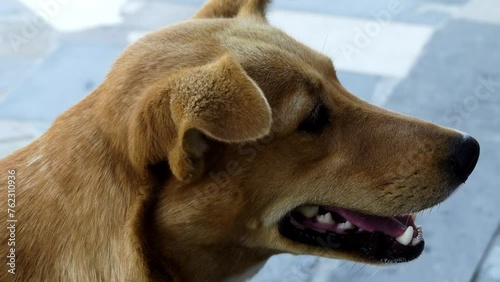 Carolina dog, yellow or yaller dog, American or Dixie Dingo, is a breed of medium-sized dog occasionally found feral in Southeastern United States, in stretches of longleaf pines and cypress swamps. photo