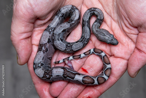 Newborn Boa Imperator Baby Held in Hands - Aztec and Carbon BEA, Reptile Photography