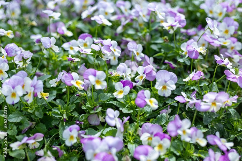 Many purple pansy flowers in the flower garden Purple flowers, green stems, and leaves Many purple pansy flowers in the flower garden Purple flowers, green stems, and leaves
