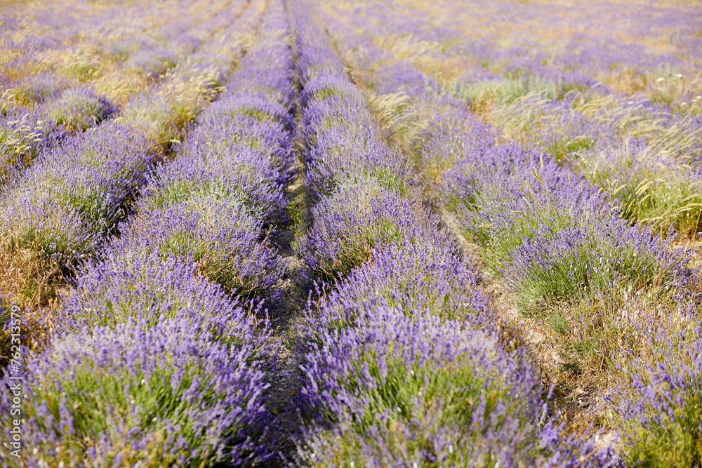 Lavender field on summer day.