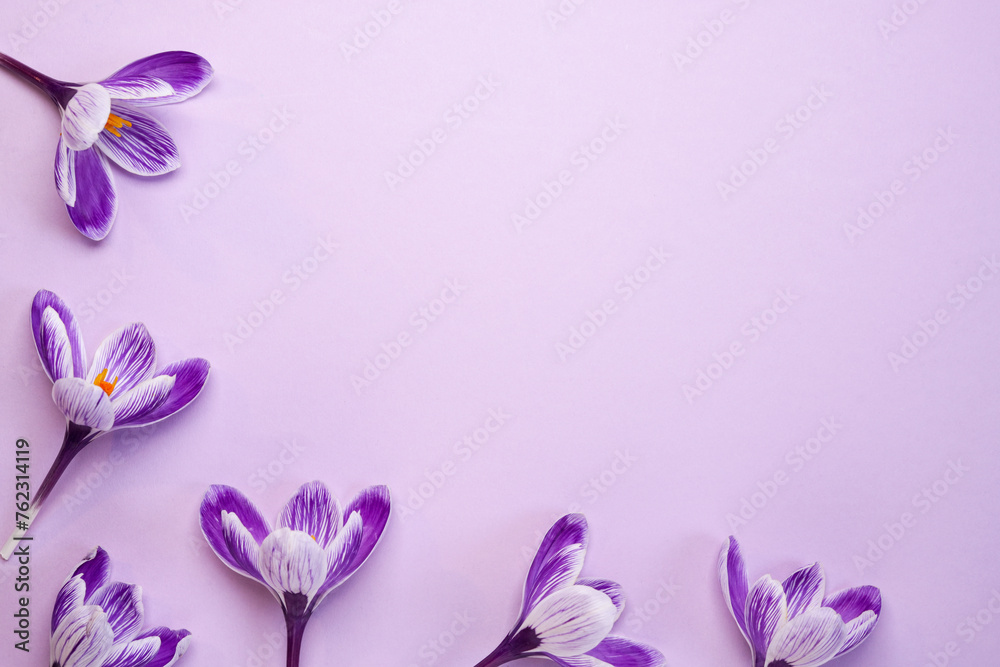 Beautiful Saffron crocus flowers on a purple background. Top view, flat lay. Space for text.