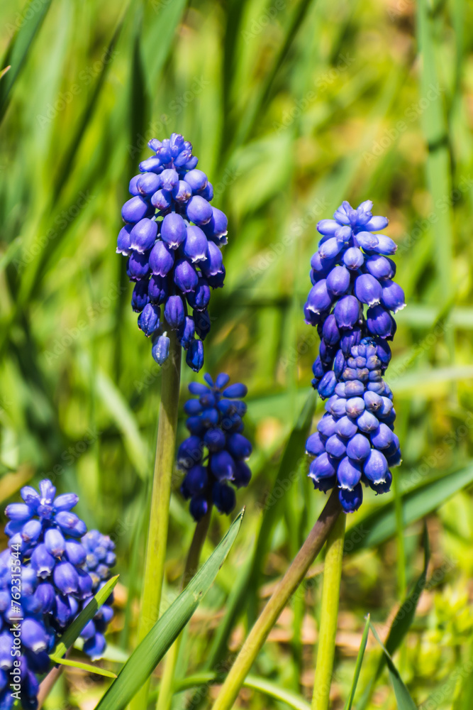 Viper bow, mouse hyacinth or grape hyacinth blue and purple in a garden at springtime, muscari armeniacum Viper bow, mouse hyacinth or grape hyacinth blue and purple in a garden at springtime, muscari armeniacum
