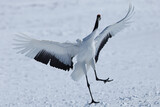 dancing Red-crowned Crane on snow field in Hokkaido, Japan