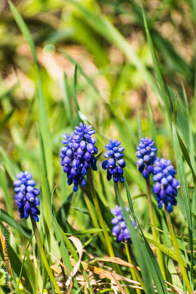 Viper bow, mouse hyacinth or grape hyacinth blue and purple in a garden at springtime, muscari armeniacum Viper bow, mouse hyacinth or grape hyacinth blue and purple in a garden at springtime, muscari armeniacum