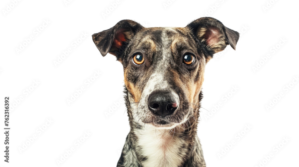 Cute, happy dog headshot smiling on a bright, PNG file of isolated cutout object on transparent background.