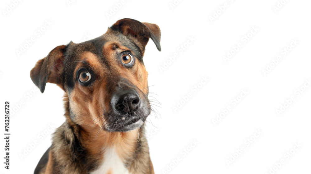 Cute, happy dog headshot smiling on a bright, PNG file of isolated cutout object on transparent background.