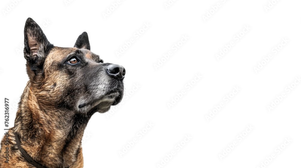 Cute, happy dog headshot smiling on a bright, PNG file of isolated cutout object on transparent background.