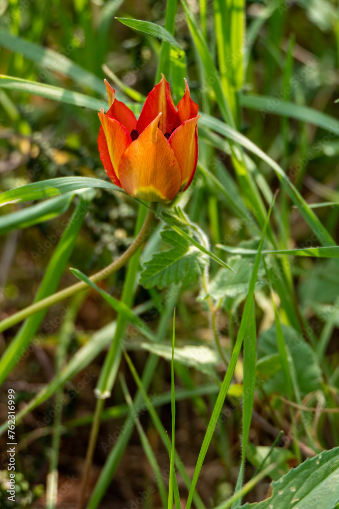 Close-up of a tulip with red and yellow petals.