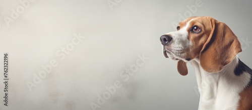 A beagle, a small breed of carnivorous companion dog known for its strong sense of smell, sits in front of a white wall, gazing upwards with its snout, collar, and whiskers visible