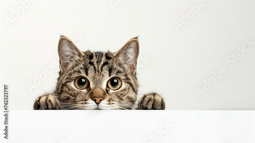 A curious tabby cat peeks over the edge with wide, watchful eyes on a clean white background. © Александр Марченко