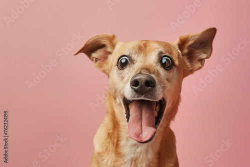 Dog looking surprised, reacting amazed, impressed or scared over solid pink background photo