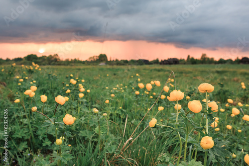 Green field with yellow flowers, orange sunset, blue clouds, summer, flowers, greenery, no one.