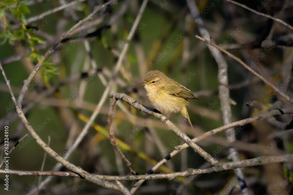 Common Chiffchaff in the morning light Common Chiffchaff in the morning light