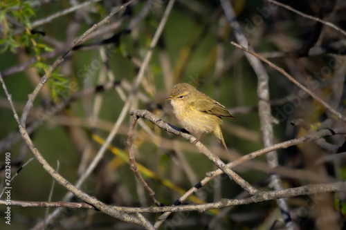 Common Chiffchaff in the morning light