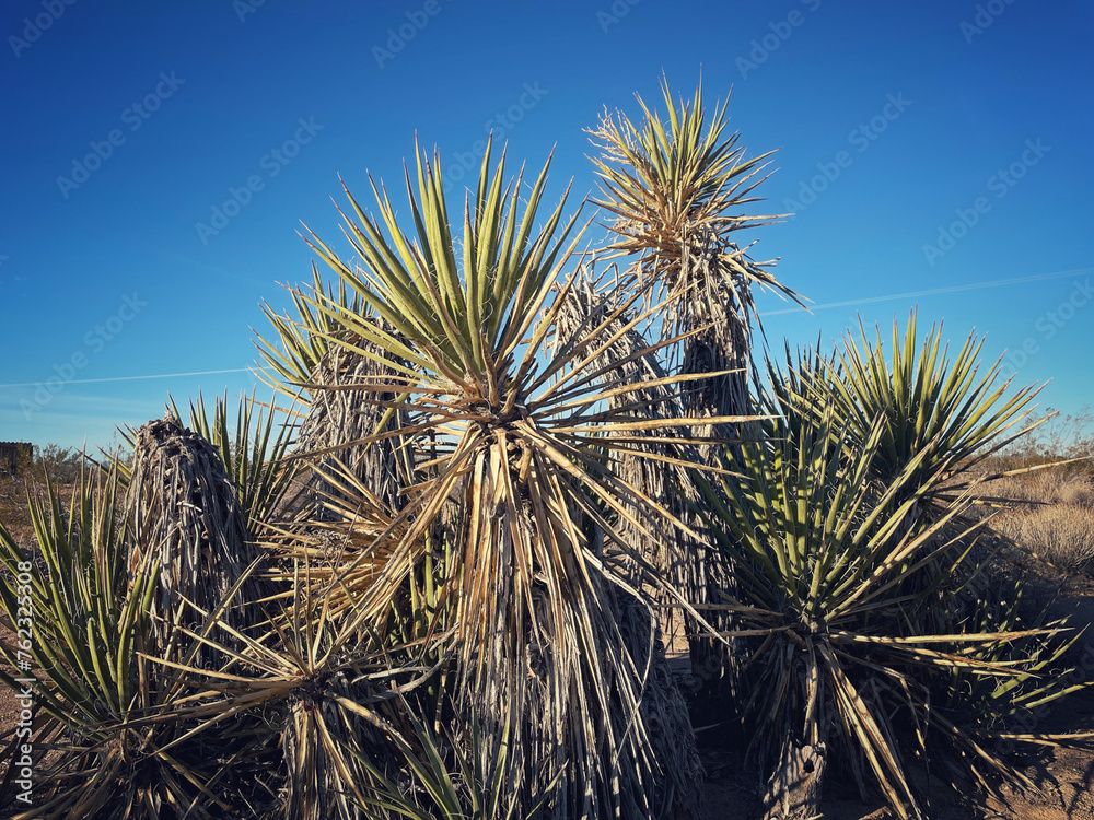 Fototapeta premium Joshua Tree