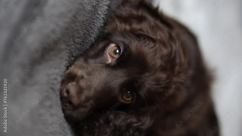 Young English Cocker Spaniel puppy sleeping on a bed close-up portrait. A dark brown English Cocker Spaniel puppy sleeps on the bed. English Cocker Spaniel puppy sleeps after a walk. Happy puppy Young English Cocker Spaniel puppy sleeping on a bed close-up portrait. A dark brown English Cocker Spaniel puppy sleeps on the bed. English Cocker Spaniel puppy sleeps after a walk. Happy puppy