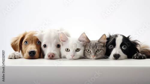 A row of cats and dogs peeking out at a white table on a white background. Poster or banner mockup for a veterinary clinic or pet store. © OleksandrZastrozhnov