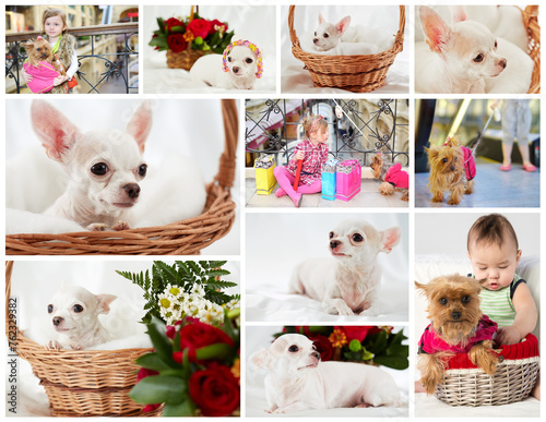 Collage with white chihuahua, yorkshire terrier and two children