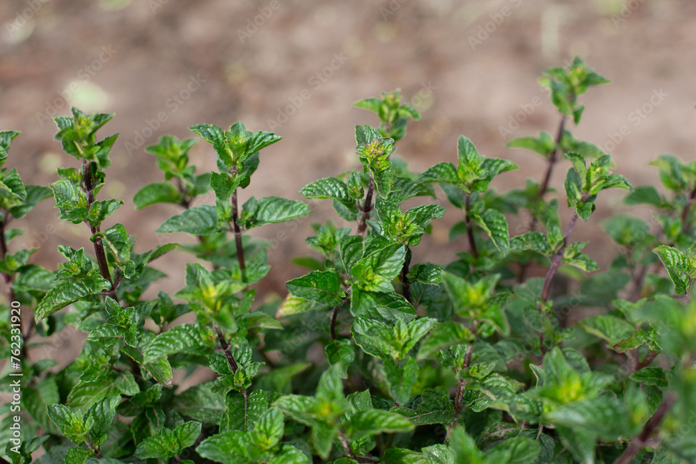 Mint bush with green leaves in the garden, aromatic fresh organic mint outdoors. Mint bush with green leaves in the garden, aromatic fresh organic mint outdoors.