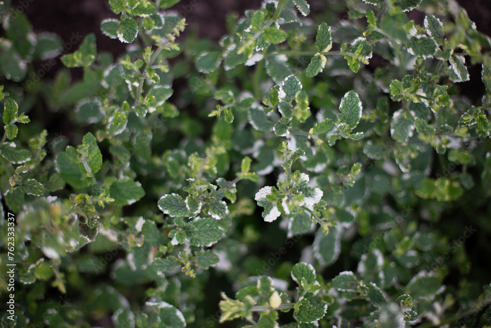 Pineapple mint bush with ornamental variegated green and white leaves in the garden, aromatic fresh organic mint outdoors. Mentha suaveolens Variegata. Pineapple mint bush with ornamental variegated green and white leaves in the garden, aromatic fresh organic mint outdoors. Mentha suaveolens Variegata.
