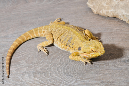 Bearded Dragon  A Close-Up Look at This Amazing Lizard