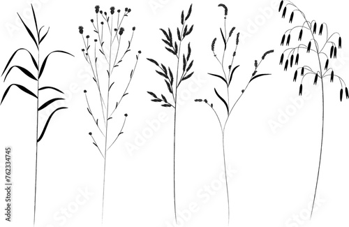 Field and meadow grasses  black outline  template for packaging and product cover. Sketch of medicinal plants  vector flat cartoon drawing.