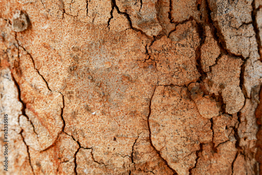 Fototapeta premium tree in nature