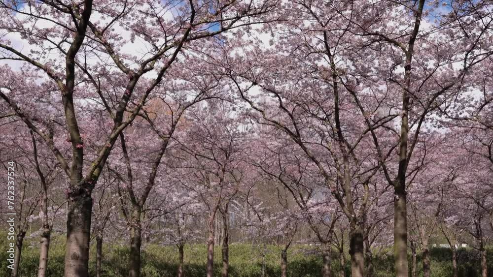 People enjoying the blossom park among the blossoming cherry trees in the spring. The Bloesempark, Expansive park famed for its beauty 4k People enjoying the blossom park among the blossoming cherry trees in the spring. The Bloesempark, Expansive park famed for its beauty 4k