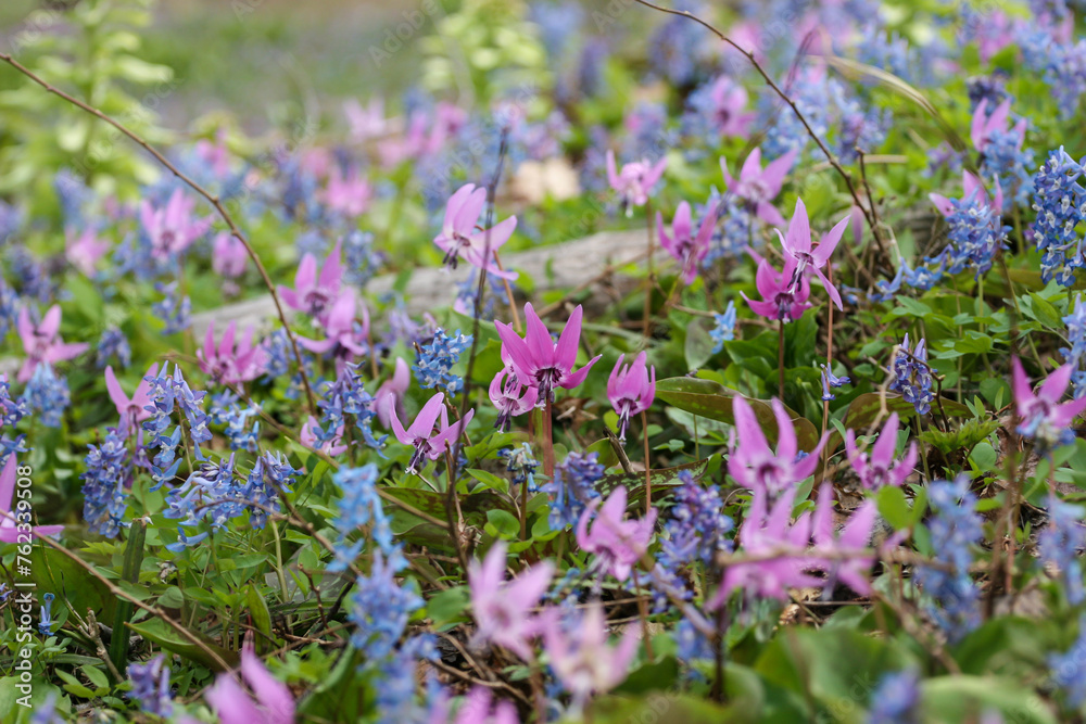 ニセコのカタクリ