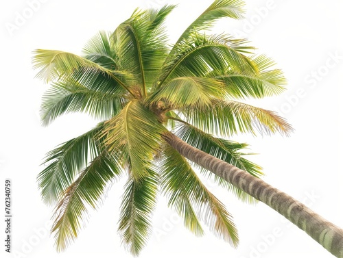 A single palm tree with vibrant green leaves reaching into the white backdrop, symbolizing tropical tranquility and nature's simplicity. © cherezoff