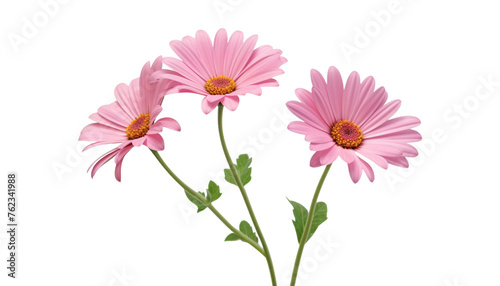 pink gerber daisies isolated on transparent background cutout